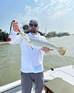 Spotted weakfish, 24 inches, caught in Corpus Christi