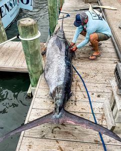 Large blue marlin caught fishing in Morehead City NC displayed on marina dock