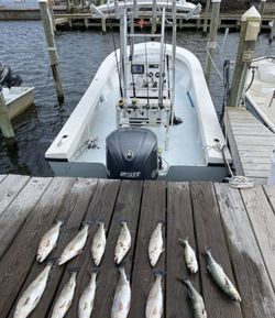 9 bluefish and great barracuda caught in NC