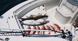 Panama Beach Fishing Charters