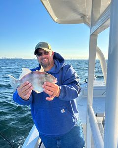 Grey triggerfish caught while fishing in FL