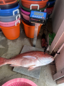 Reeling in the red gold: Deep sea trolling pays off!