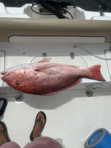 Red Snapper hooked during epic deep sea trolling adventure!
