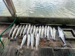 A perfect sea trout catch for a perfect day