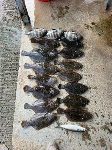 Flounder catching is always a thrill!
