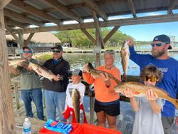5 redfish caught in Panacea
