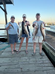 Four black drum fish caught in Panacea, fishing and hunting
