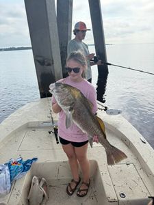 Fisherman catches a black drum in Florida