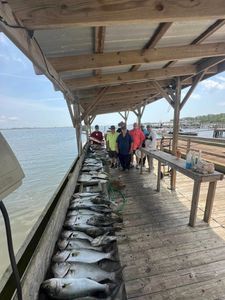 Three bluefish, a fun fishing trip in Panacea