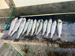 Eight spotted weakfish caught while fishing in FL