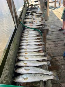 7 spotted weakfish caught in the waters of Panacea