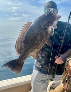 Fish-Species