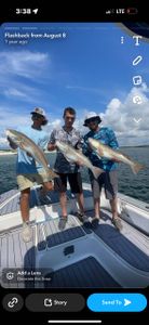 Fish-Species