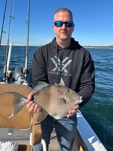 Grey Triggerfish caught while fishing in FL