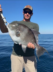 Grey triggerfish caught while fishing in FL