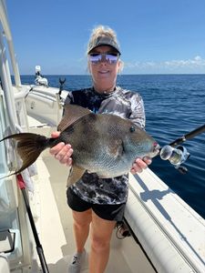 Grey Triggerfish caught while fishing in Pensacola