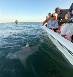 Large shark swimming near fishing boat in Pensacola FL waters with fishing line visible