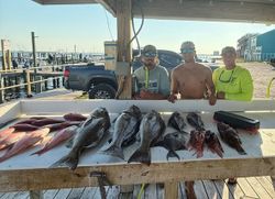 3 black drum fish caught in FL