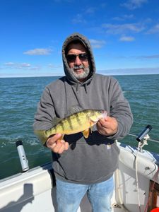 Photograph of a single American Yellow Perch fish at Lakeside Marblehead