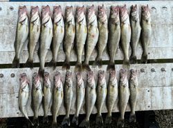19 Sauger and Walleye fish caught in OH