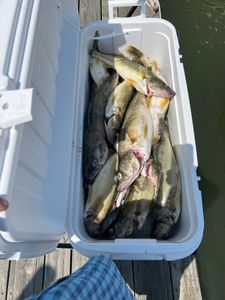 5 fish caught while fishing in OH