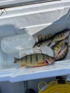 Two anglers fishing in OH