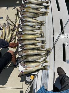 Great Barracuda fish at Lakeside Marblehead