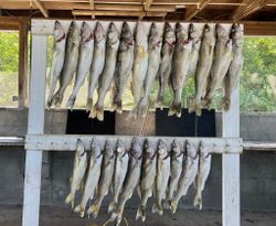 11 hardhead sea catfish at lakeside marblehead