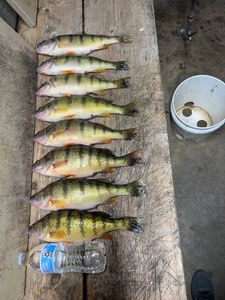 7 vibrant American Yellow Perch fish in the waters of OH