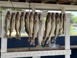 Six fish caught while fishing in Ohio