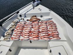 Snapper and Variety of Catches There