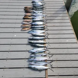 Spanish mackerel Fish From Florida