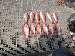 Red Snapper in Florida