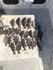 Sheepshead Fish From Florida