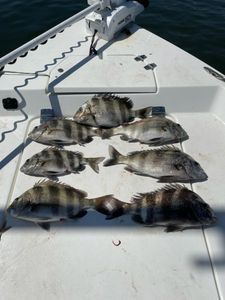 Sheepshead fishing 