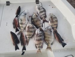 Black Drum in Florida