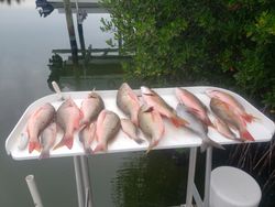 Red Snapper in Florida