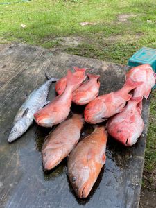 Red Snapper in Florida