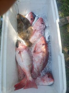 Red Snapper in Florida