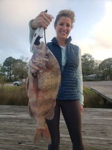 Black Drum in Florida