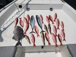 Red Snapper in Florida