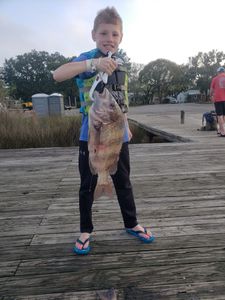 Black Drum in Florida