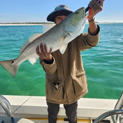 Massive Redfish Reeled From Pensacola