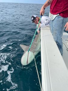 Shark in Florida