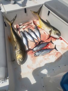 Mixed Bag in Florida!