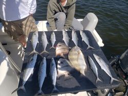 King Mackerel in Florida