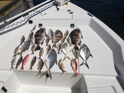 Black Drum, Red Snapper and etc  in Florida