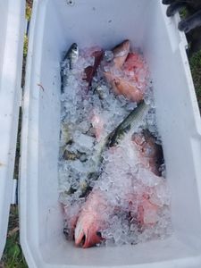 Red Snapper in Florida