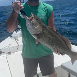 Black Grouper in Florida