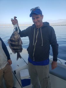 Sheepshead in Florida